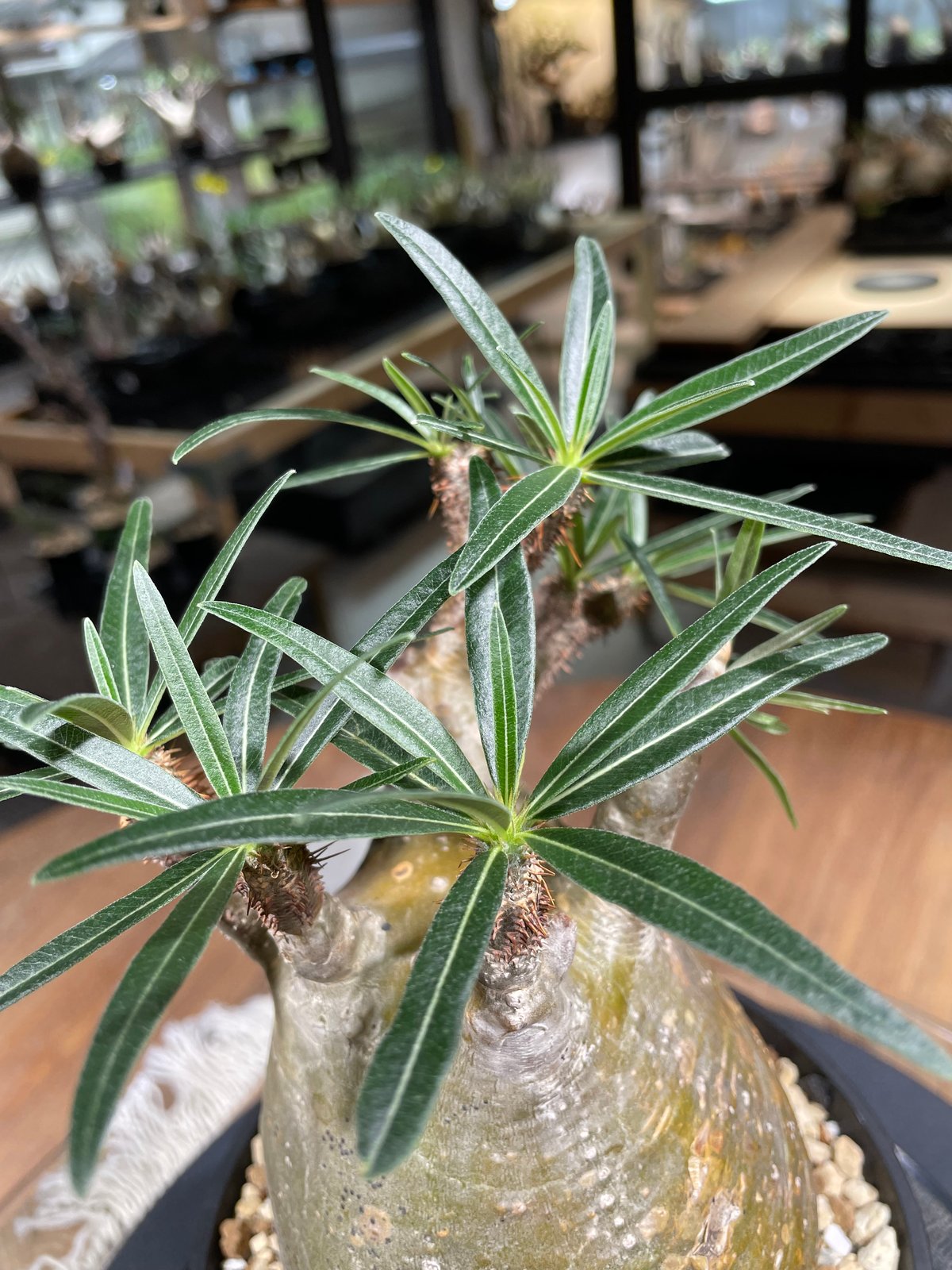GIRUVI Pachypodium Gracilius グラキリス Pachypodium Gracilius - パキポディウム・グラキリス – VALIANT