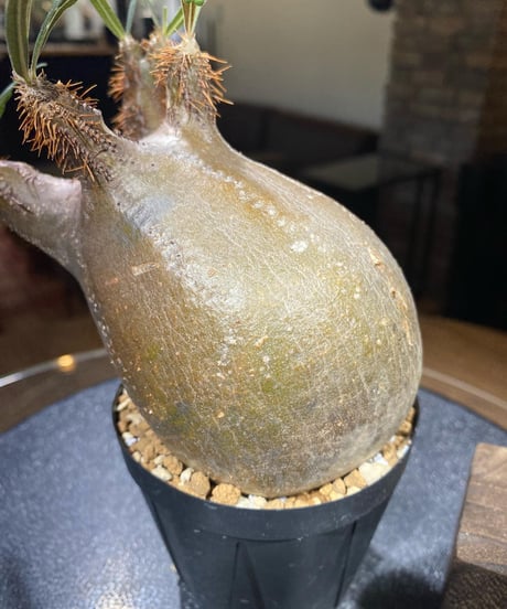 パキポディウム グラキリス　Pachypodium gracilius 　発根済　(商品番号gk-180)