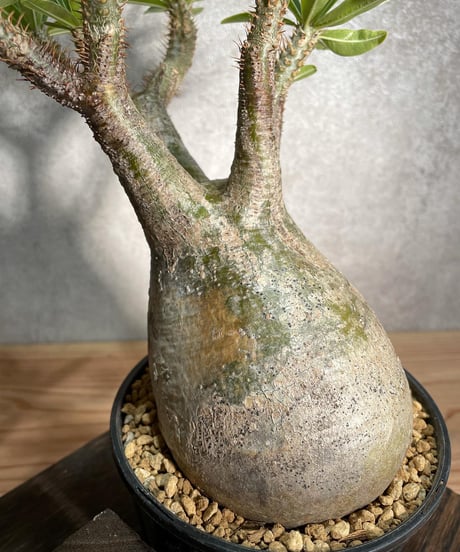 パキポディウム グラキリス　Pachypodium gracilius 　発根済　(商品番号gk-24)