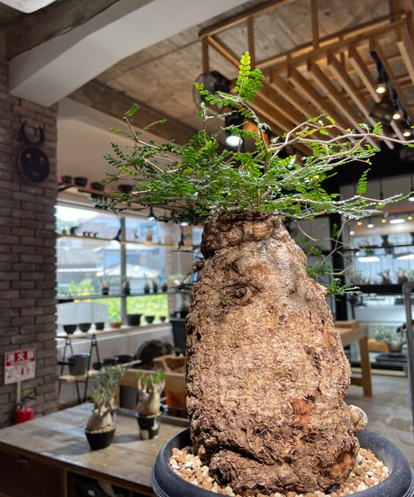 オペルクリカリア パキプス／Operculicarya pachypus　発根済　(商品番号PP-109)　(塊根幅約14㎝)