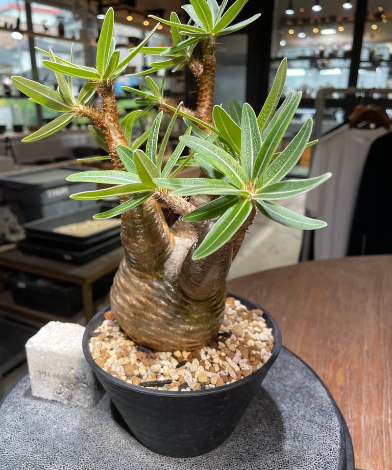 パキポディウム グラキリス Pachypodium gracilius 発根済 (gk-43