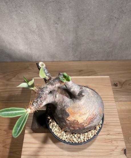 パキポディウム グラキリス　Pachypodium gracilius 　発根済　(商品番号gk-105)