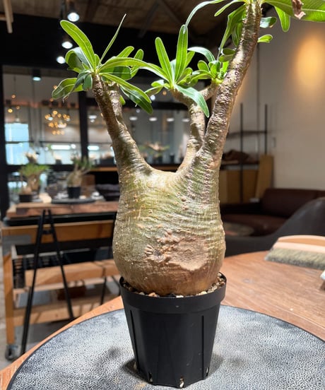 パキポディウム グラキリス　Pachypodium gracilius 　発根済　(gk-392)