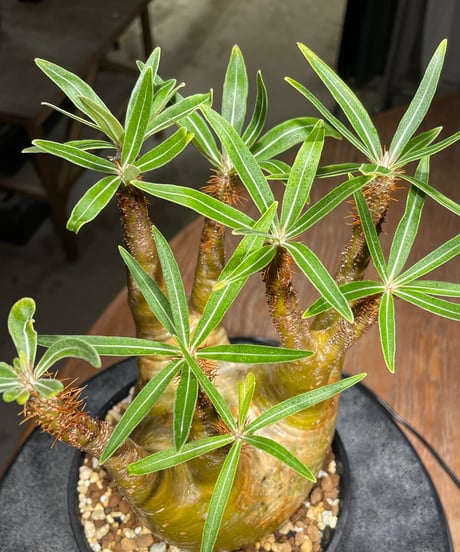パキポディウム グラキリス　Pachypodium gracilius 　発根済　(gk-473)