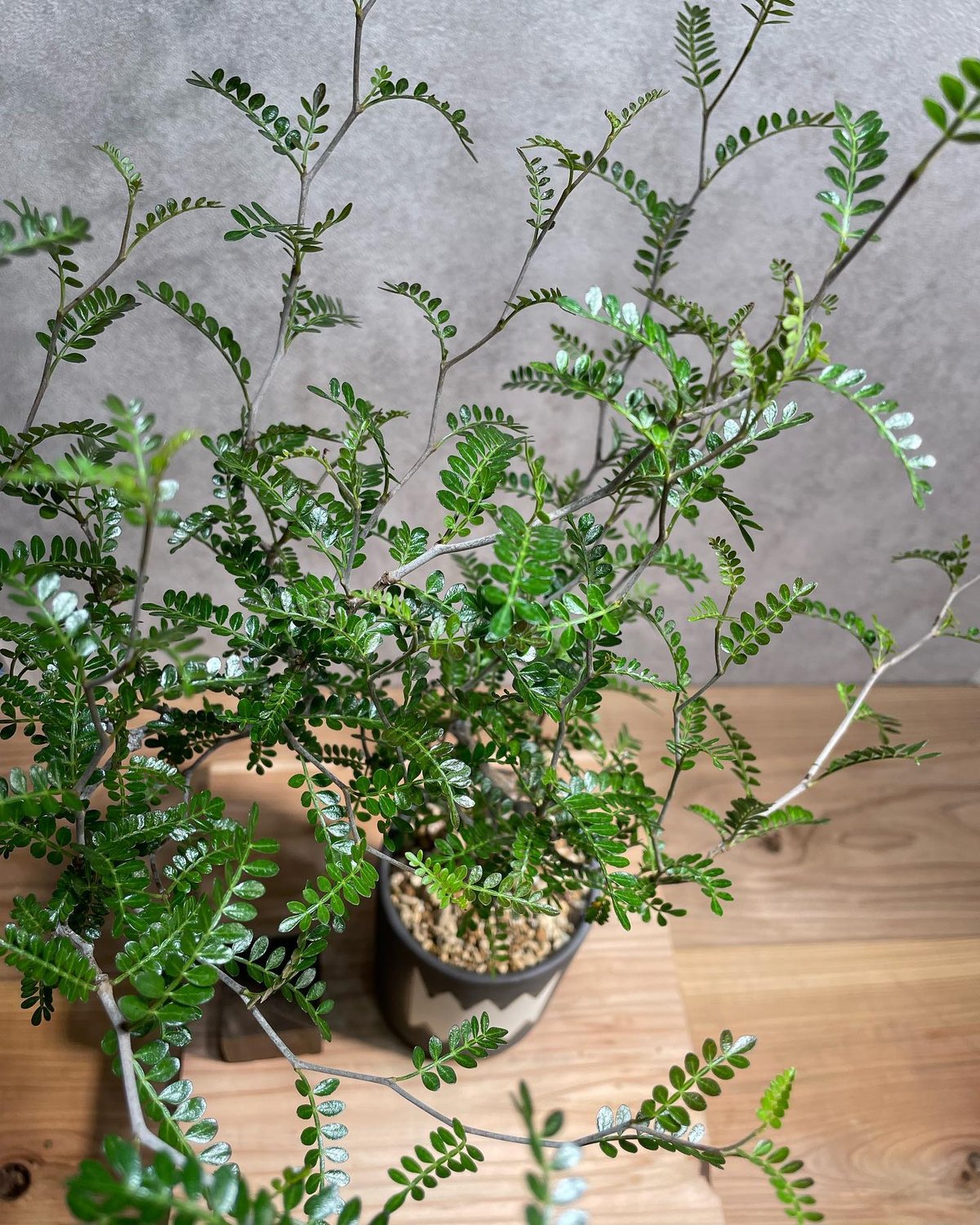 w*e様 【発根済・国内5年管理・幹径10cm超の選抜美株 】オペルクリカリア・ w*e様 【発根済・国内5年管理・幹径10cm超の