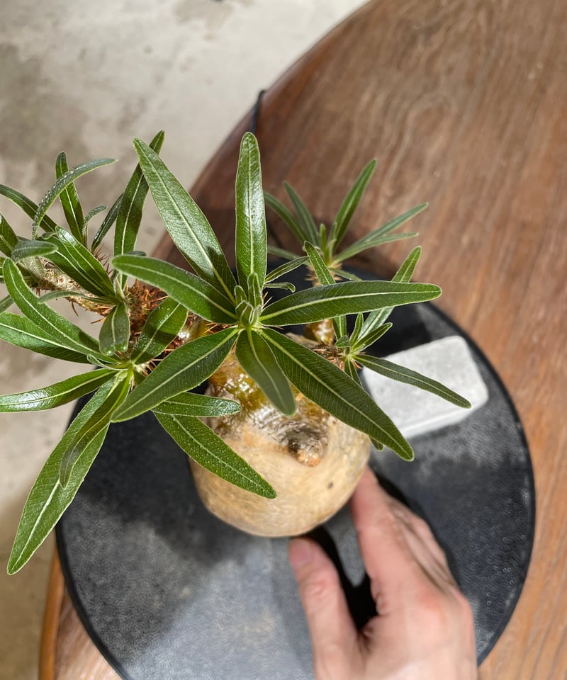 パキポディウム グラキリス Pachypodium gracilius 発根済 (gk-54
