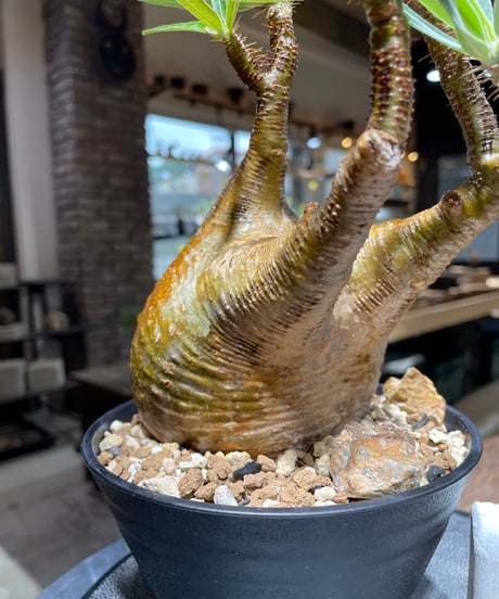 パキポディウム グラキリス　Pachypodium gracilius 　発根済　(gk-470)