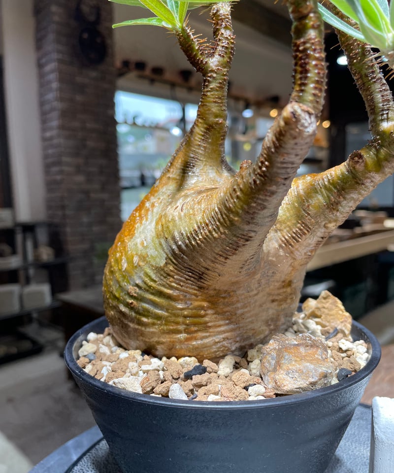 パキポディウム　グラキリス　サイズM 発根済】Mサイズ パキポディウム・グラキリス 【公式通販】