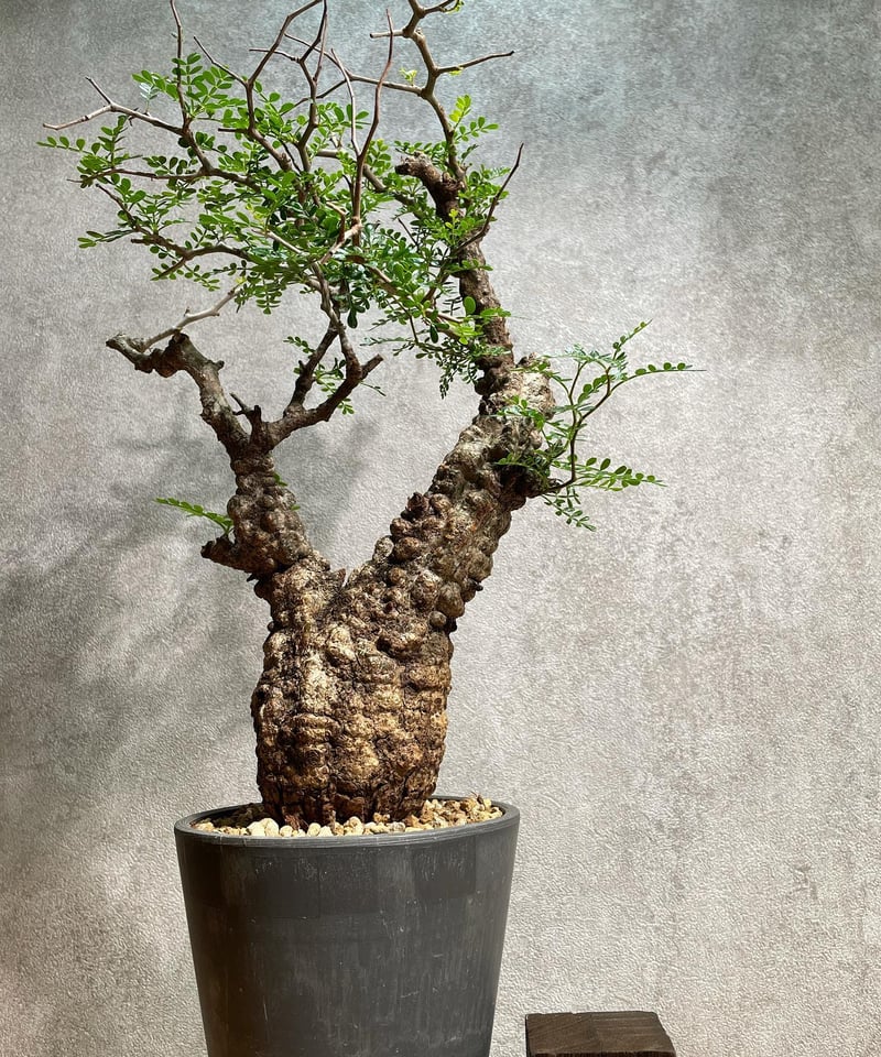 オペルクリカリア パキプス／Operculicarya pachypus 発根済 (塊根幅7