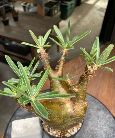 パキポディウム グラキリス　Pachypodium gracilius 　発根済　(gk-540)