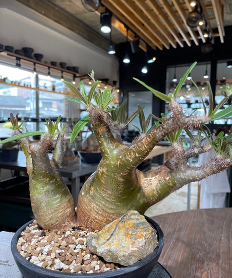 パキポディウム グラキリス　2頭　Pachypodium gracilius 　発根済　(gk-550)