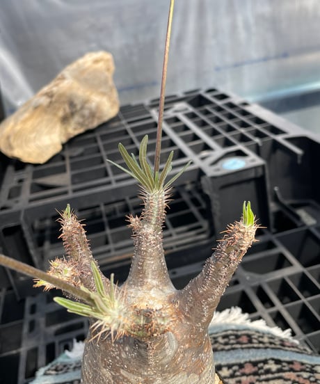 パキポディウム グラキリス　Pachypodium gracilius 　発根済　(gk-423)