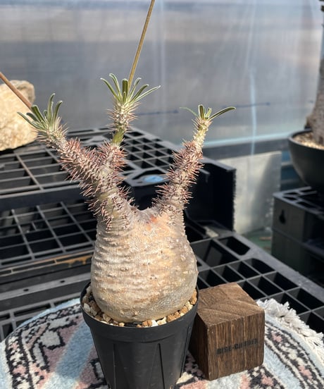パキポディウム グラキリス　Pachypodium gracilius 　発根済　(gk-415)