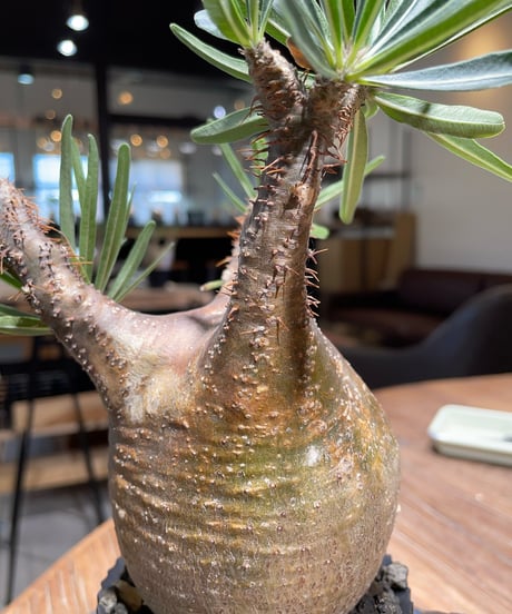 パキポディウム グラキリス　Pachypodium gracilius 　発根済　(gk-409valiem)