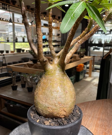 パキポディウム グラキリス　Pachypodium gracilius 　発根済　(gk-319)