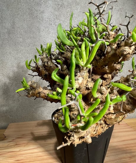 チレコドン レティキュラータス　Tylecodon reticulatus　万物想 　発根済　(商品番号cr-11)