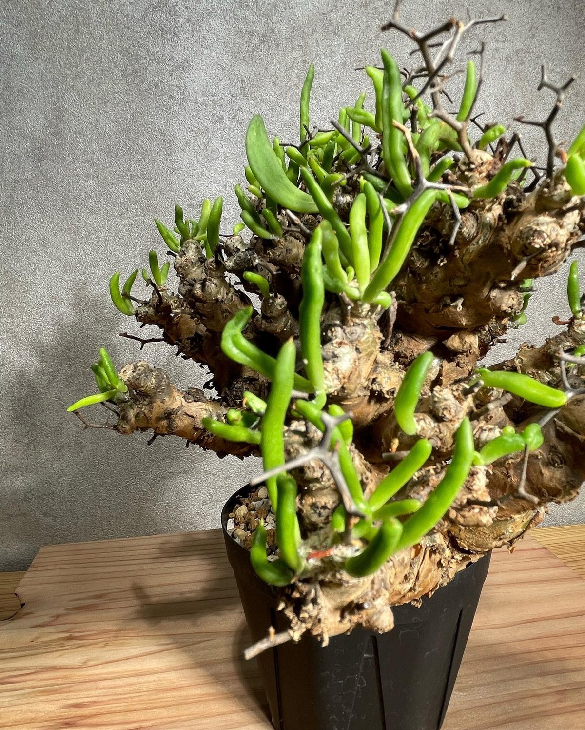 ネ7171 「現地株」チレコドン レティキュラータス 万物想 小