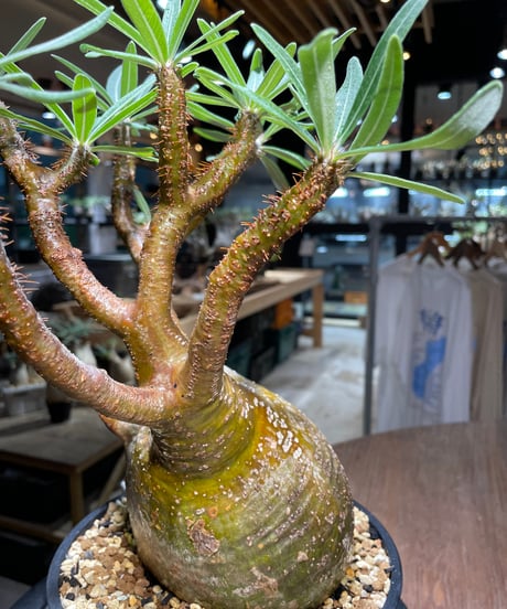 パキポディウム グラキリス　Pachypodium gracilius 　発根済　(gk-519）