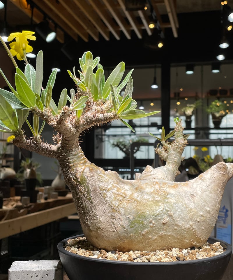パキポディウム グラキリス Pachypodium gracilius 発根済 (gk-44