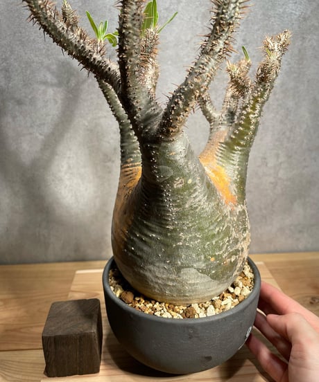 パキポディウム グラキリス　Pachypodium gracilius 　発根済　(商品番号gk-57valiem)  VALIEM 　BOWL　sizeL　(VALIEMタグ付き)