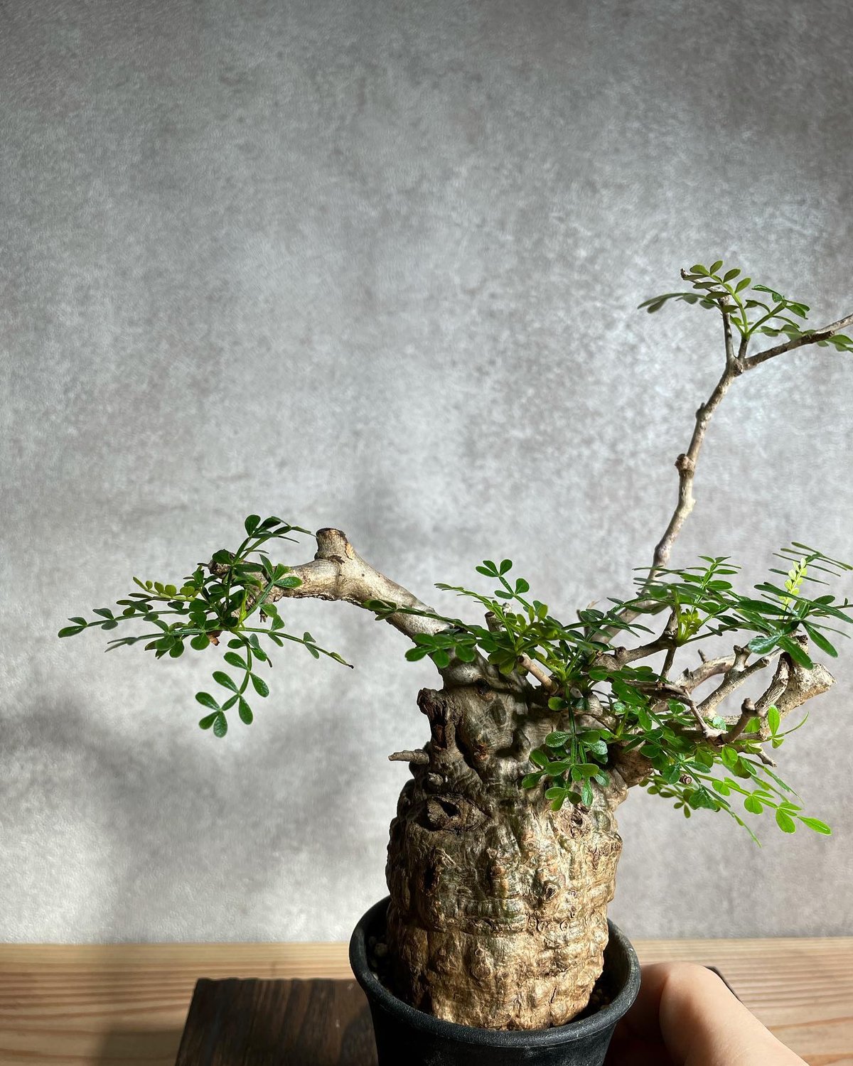 Operculicarya pachypus 三頭 国内根挿し育成 陶器鉢付き オペルクリカリア パキプス／Operculicarya pachypus 発根済 浅鉢用手