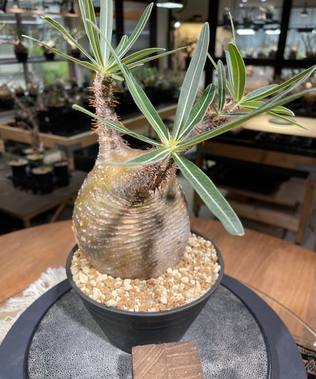 パキポディウム グラキリス　Pachypodium gracilius 　発根済　(gk-217)