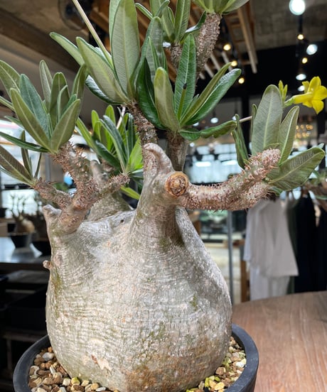 パキポディウム グラキリス　Pachypodium gracilius 　発根済　(gk-563)