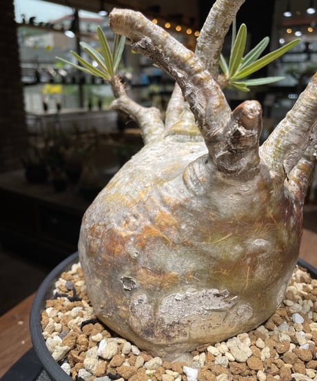パキポディウム グラキリス　Pachypodium gracilius 　発根済　(gk-463)