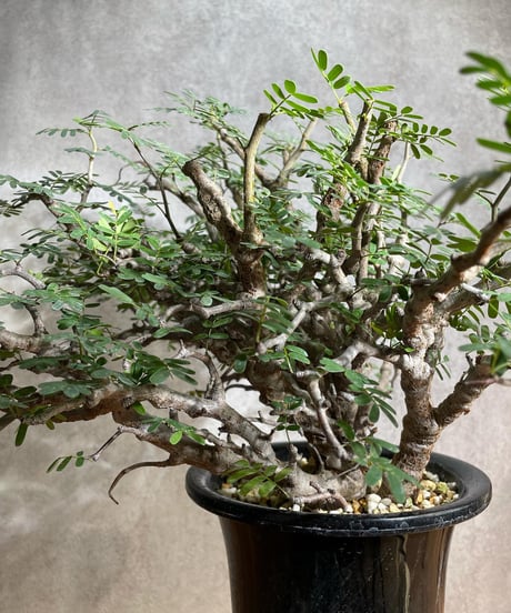 センナ メリディオナリス Senna meridionalis　発根済　(商品番号sm-12)