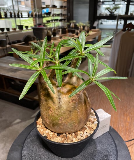 パキポディウム グラキリス　Pachypodium gracilius 　発根済　(gk-475)