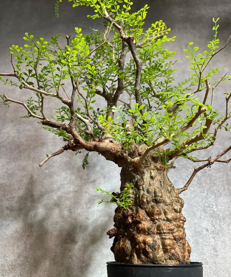 オペルクリカリア パキプス／Operculicarya pachypus 発根済 浅