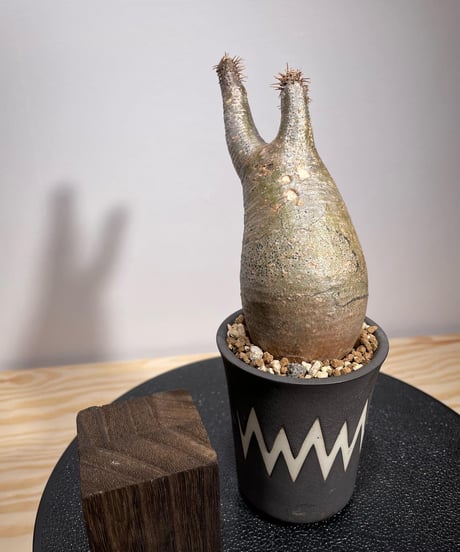 パキポディウム グラキリス　Pachypodium gracilius 　発根済　(商品番号gk-128valiem)VALIEM  (VALIEMタグ付き)