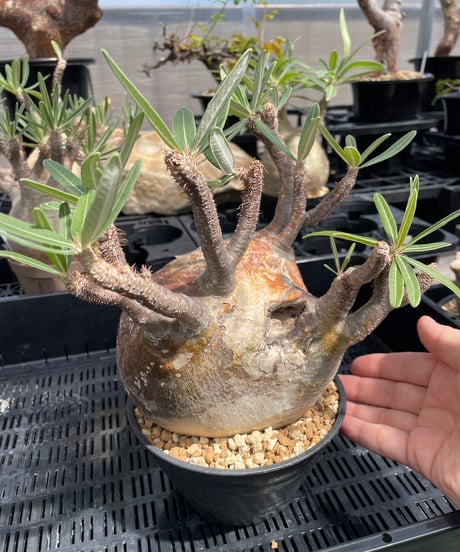 パキポディウム グラキリス　Pachypodium gracilius 　発根済　(gk-247)