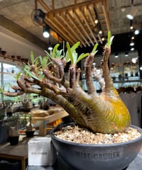パキポディウム グラキリス　Pachypodium gracilius 　発根済　(gk-534)