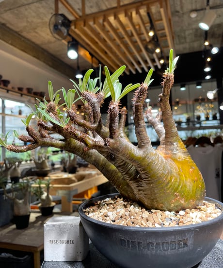 CATEGORY Pachypodium gracilius(パキポディウム グラキリス) |