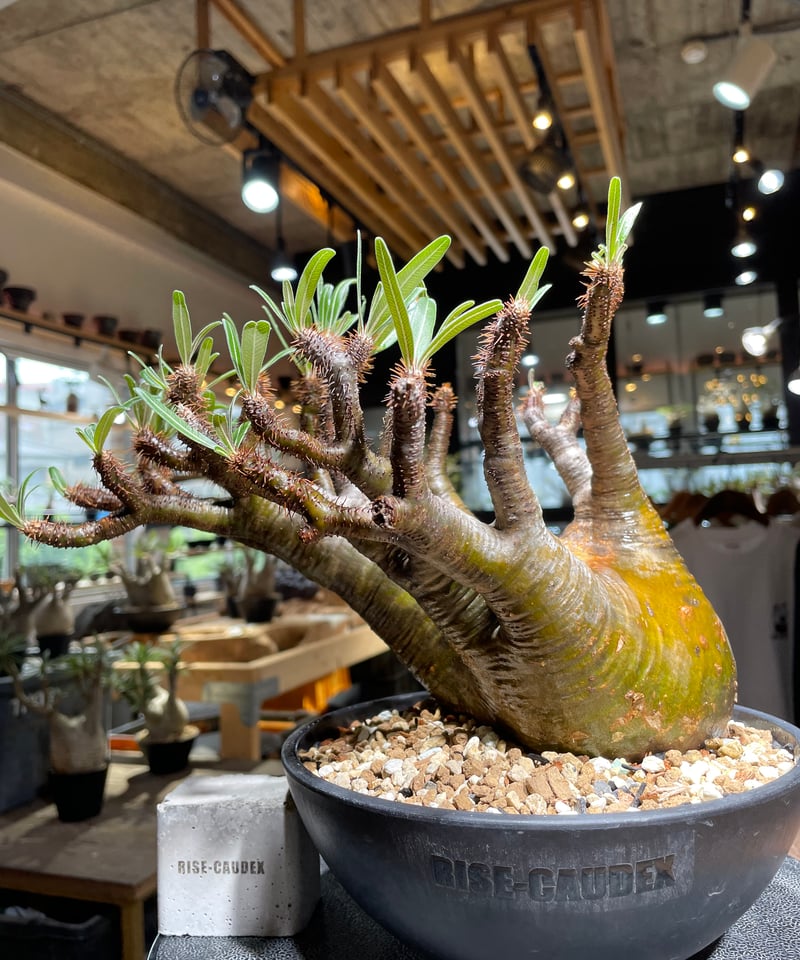 パキポディウム　グラキリス　発根済 パキポディウム グラキリス Pachypodium gracilius 発根済 (gk-46