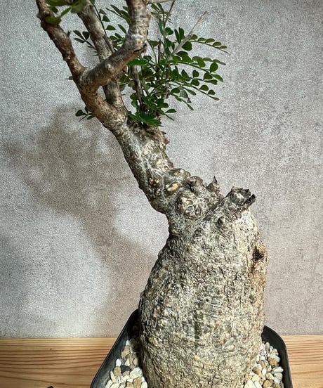 オペルクリカリア パキプス／Operculicarya pachypus　発根済　(塊根幅7cm)　(商品番号PP-25)