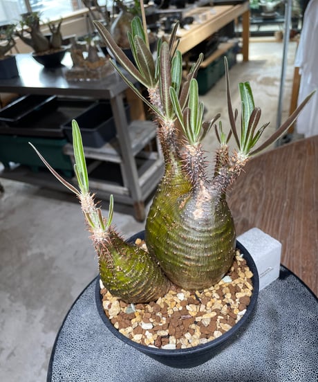 パキポディウム グラキリス　2頭　Pachypodium gracilius 　発根済　(gk-551)