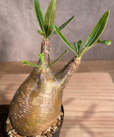 パキポディウム グラキリス　Pachypodium gracilius 　発根済　(商品番号gk-91)