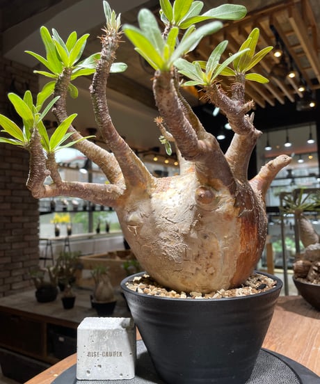パキポディウム グラキリス　Pachypodium gracilius 　発根済　(gk-464)