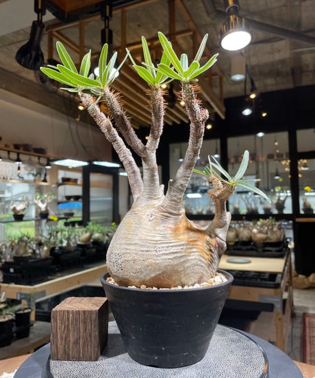 パキポディウム グラキリス　Pachypodium gracilius 　発根済　(gk-235)