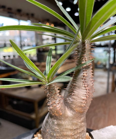 パキポディウム グラキリス　Pachypodium gracilius 　発根済　(gk-486)
