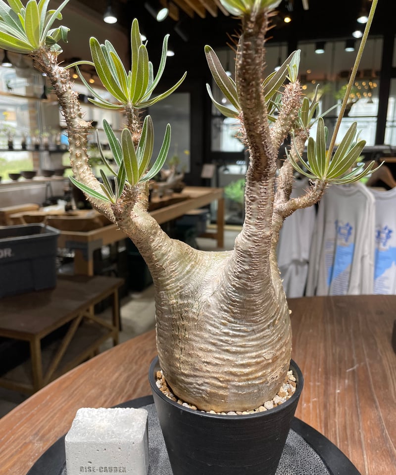 200粒種子パキポディウム・グラキリスPachypodium gracilius 200粒種子 パキポディウム・グラキリス 200粒 種子