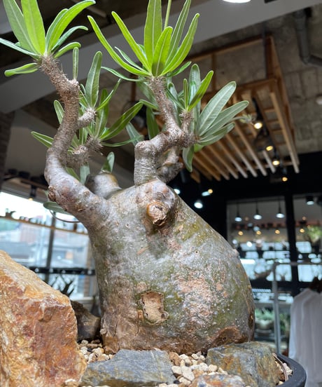 パキポディウム グラキリス　Pachypodium gracilius 　発根済　(gk-549)