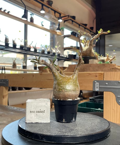 パキポディウム グラキリス　Pachypodium gracilius 　発根済　(gk-431)