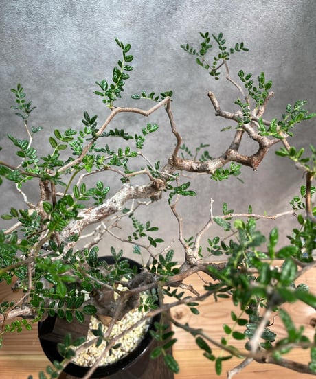 コミフォラ モンストローサ /Commiphora monstrosa　発根済　 (幹幅約3.5cm)　(商品番号mr-11)