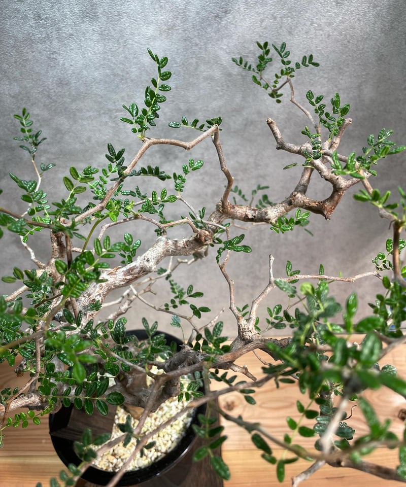 コミフォラ モンストローサ /Commiphora monstrosa 発根済 (幹幅