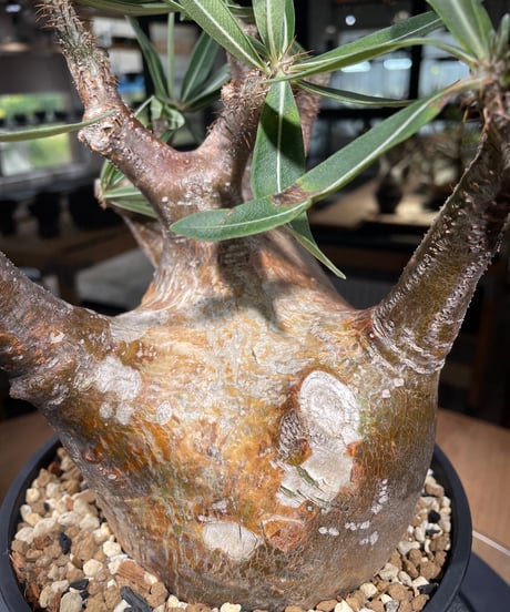 パキポディウム グラキリス　Pachypodium gracilius 　発根済　(gk-307)