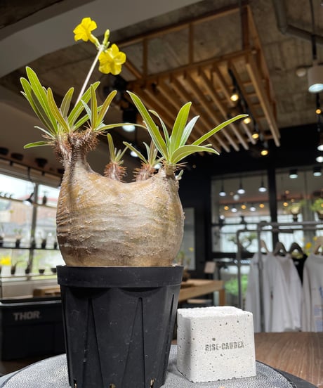 パキポディウム グラキリス　Pachypodium gracilius 　発根済　(gk-439）