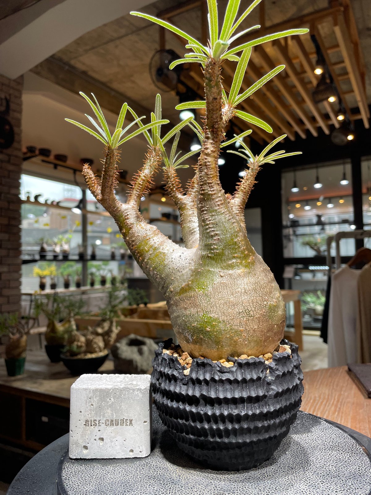 200粒種子パキポディウム・グラキリスPachypodium gracilius 種子]パキポディウム グラキリス 90%以上発芽 10粒を販売中 2023
